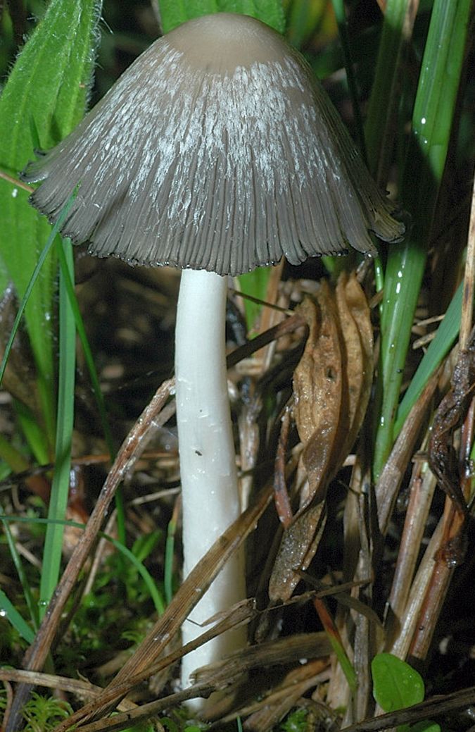 Coprinopsis picacea: la gazza tra i funghi dellinchiostro
